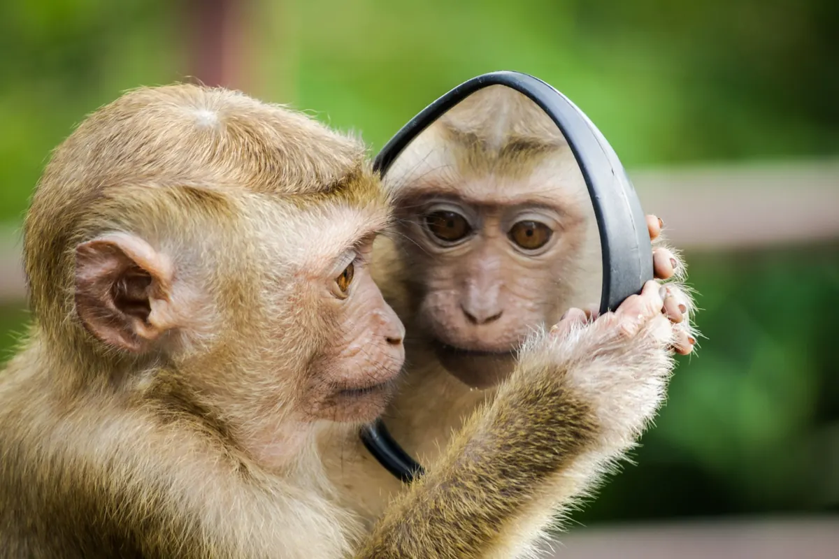 Macaco observando seu reflexo em um espelho