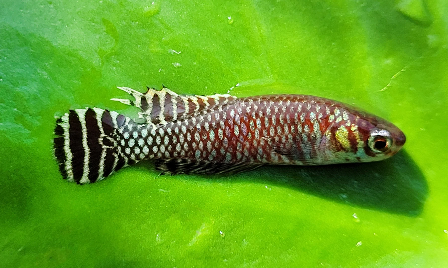 Peixe-das-nuvens Notholebias minimus